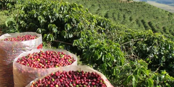 Foto: Divulgação | Cafeicultura: Projeto de agricultura inteligente aponta economia de 30% de água nas lavouras