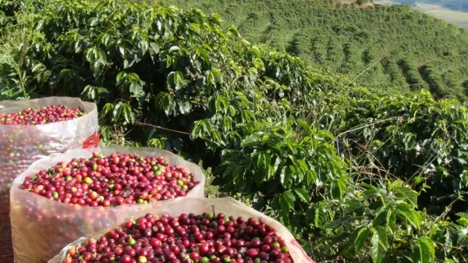 Foto: Divulgação | Cafeicultura: Projeto de agricultura inteligente aponta economia de 30% de água nas lavouras