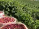 Foto: Divulgação | Cafeicultura: Projeto de agricultura inteligente aponta economia de 30% de água nas lavouras