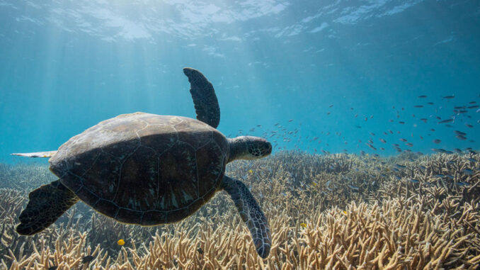 Foto: © Oliver Scholey | Entre as entidades que voltam a participar da CONABIO está o WWF-Brasil, eleito para assuntos referentes à Zona Costeira e Marinha