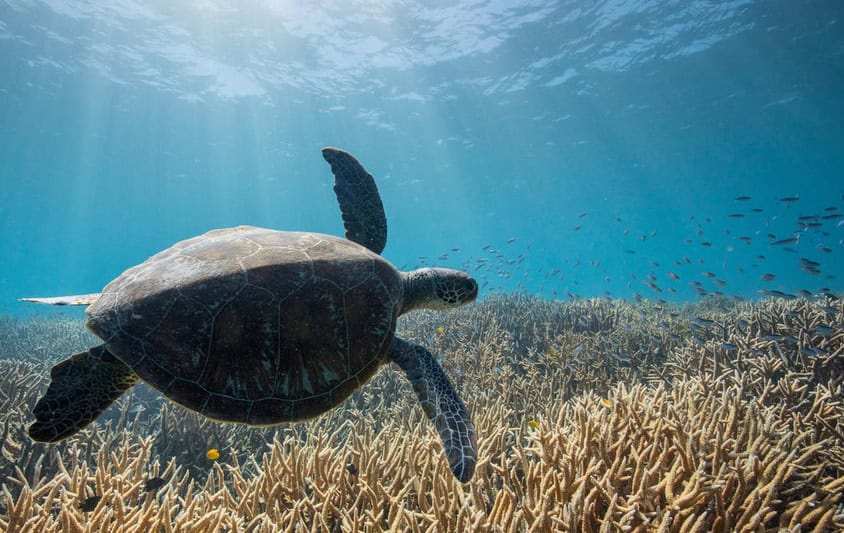 Foto: © Oliver Scholey | Entre as entidades que voltam a participar da CONABIO está o WWF-Brasil, eleito para assuntos referentes à Zona Costeira e Marinha