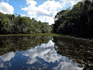 Foto: Adriano Gambariny/WWF Brasil | Parque Nacional do Descobrimento