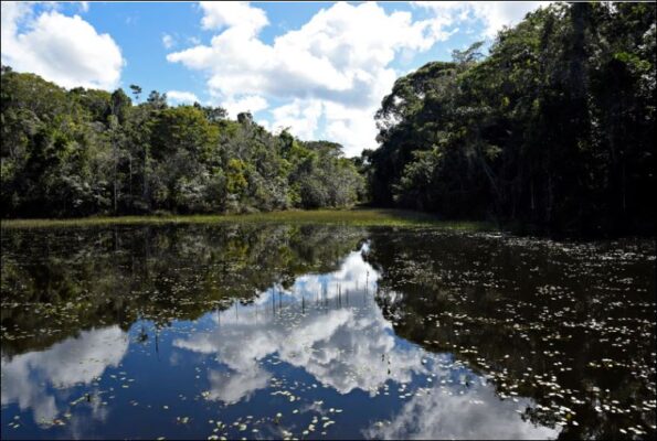 Foto: Adriano Gambariny/WWF Brasil | Parque Nacional do Descobrimento