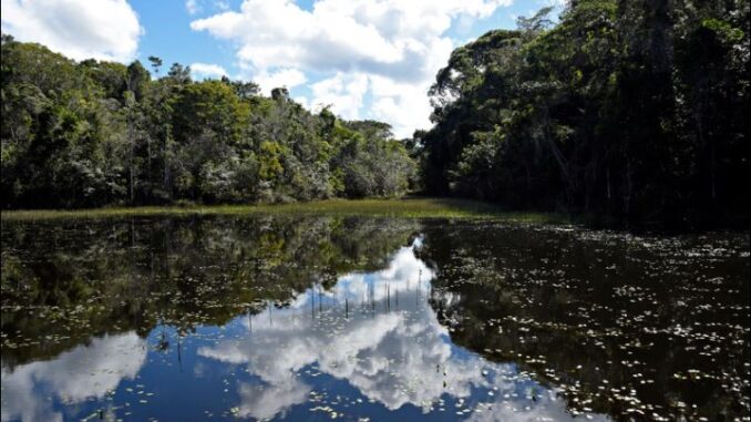 Foto: Adriano Gambariny/WWF Brasil | Parque Nacional do Descobrimento