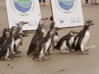 Foto: Divulgação | Após reabilitação, 16 pinguins voltam ao seu habitat