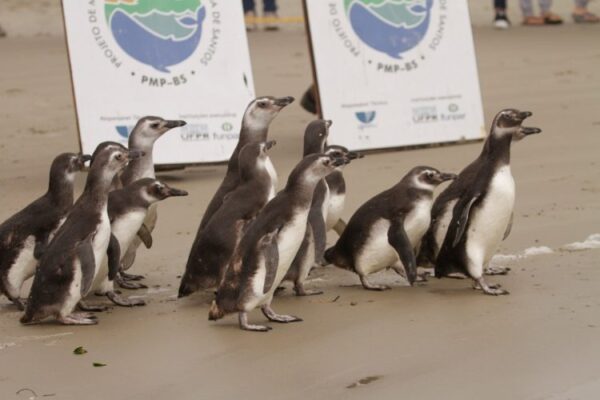 Foto: Divulgação | Após reabilitação, 16 pinguins voltam ao seu habitat