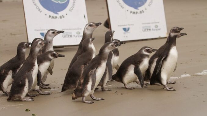 Foto: Divulgação | Após reabilitação, 16 pinguins voltam ao seu habitat