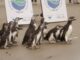 Foto: Divulgação | Após reabilitação, 16 pinguins voltam ao seu habitat