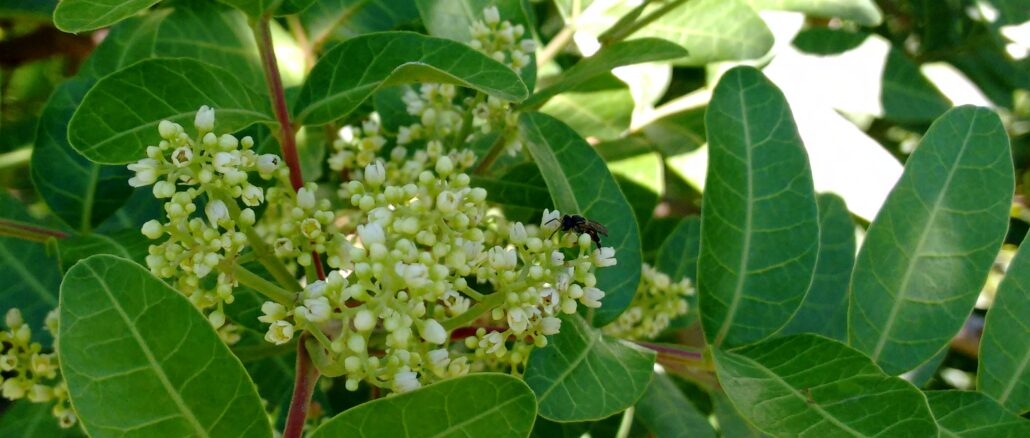 Foto: Arquivo Embrapa