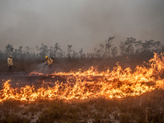 Foto: Mayangdi Inzaulgarat/Ibama | Brigadistas do Prevfogo/Ibama e ICMBio combatem incêndios florestais na Terra Indígena Tenharim/Marmelos, no Amazonas