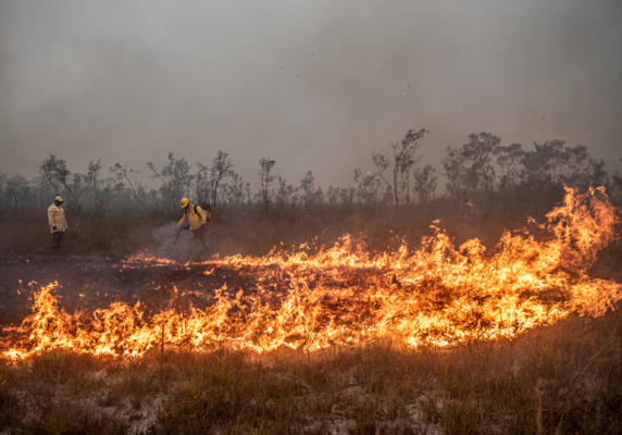 Foto: Mayangdi Inzaulgarat/Ibama | Brigadistas do Prevfogo/Ibama e ICMBio combatem incêndios florestais na Terra Indígena Tenharim/Marmelos, no Amazonas