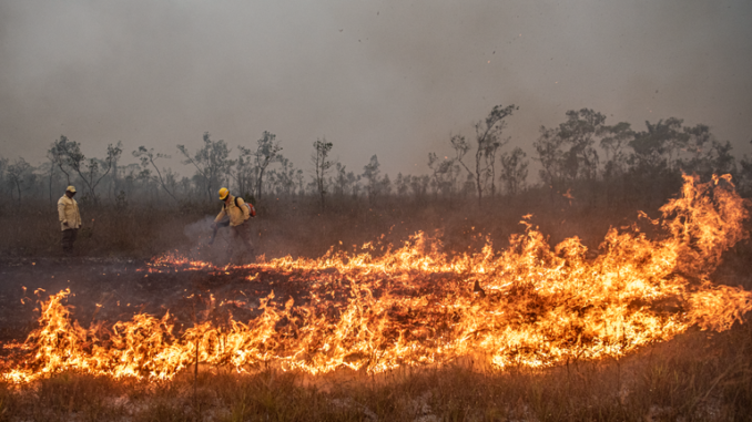 Foto: Mayangdi Inzaulgarat/Ibama | Brigadistas do Prevfogo/Ibama e ICMBio combatem incêndios florestais na Terra Indígena Tenharim/Marmelos, no Amazonas