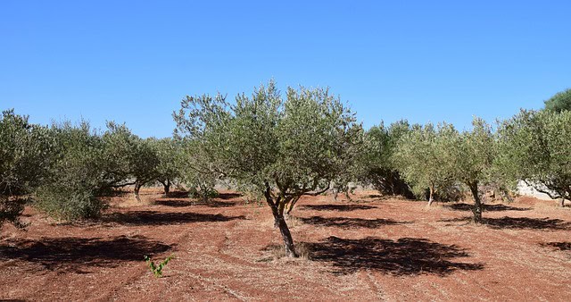 Multinacional inicia no Brasil implementação de programa de capacitação de agricultores para o Mercado de carbono