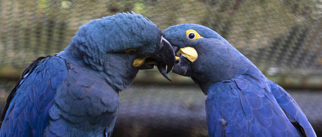 Foto: Zoológico de São Paulo | Casal de arara-azul-de-lear