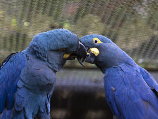 Foto: Zoológico de São Paulo | Casal de arara-azul-de-lear