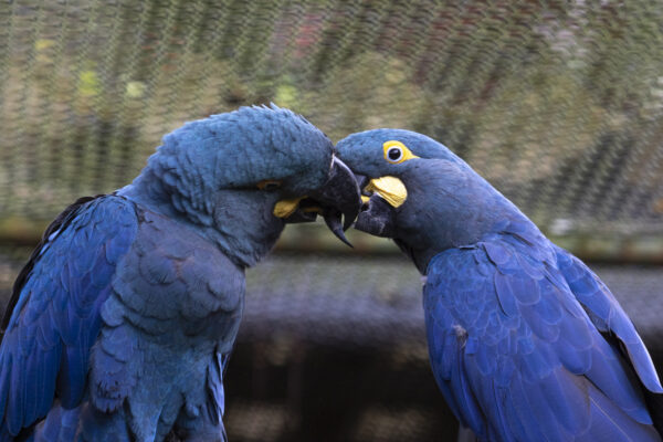 Foto: Zoológico de São Paulo | Casal de arara-azul-de-lear