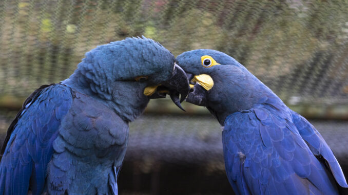 Foto: Zoológico de São Paulo | Casal de arara-azul-de-lear