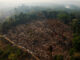 Foto: USP Imagens - Bruno Kelly/Amazônia Real via Flickr | O que explica parte dessas queimadas são as secas intensas na região da Amazônia desde o ano passado