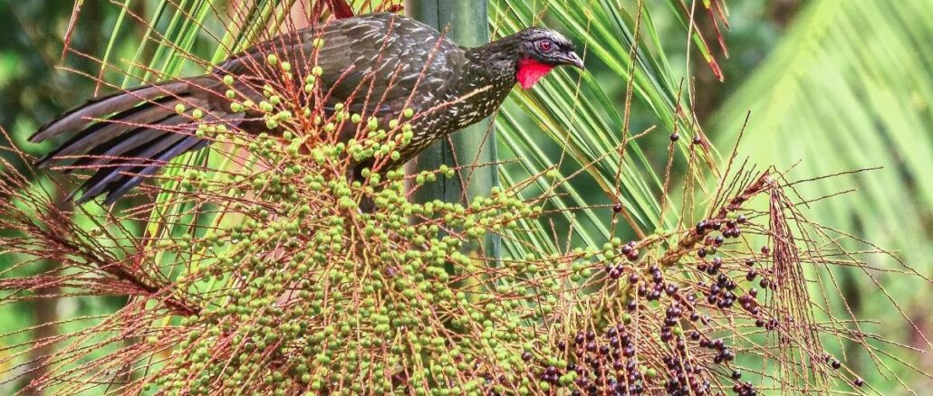 Foto: Fernando Carvalho | Aves alimentam-se dos frutos da palmeira-juçara e são consideradas uma das principais dispersoras de sementes da espécie.