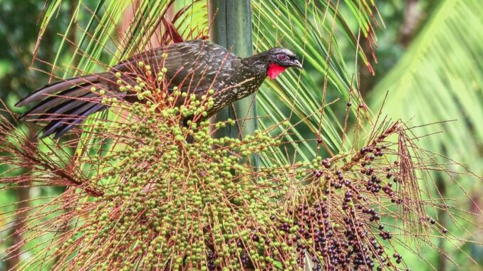 Foto: Fernando Carvalho | Aves alimentam-se dos frutos da palmeira-juçara e são consideradas uma das principais dispersoras de sementes da espécie.