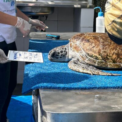 Foto: Divulgação | Programa da Eletronuclear em parceria com a UERJ reabilita e devolve tartaruga marinha após dois meses de tratamento