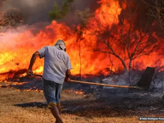 Foto: Fabio Rodrigues-Pozzebom/Agência Brasil | Homem tenta combater queimada: incêndios já atingem 58% do país, segundo o Ministério do Meio Ambiente