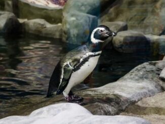 Foto :Zoológico de São Paulo | Pinguim-de-magalhães dentro do recinto no Zoo SP