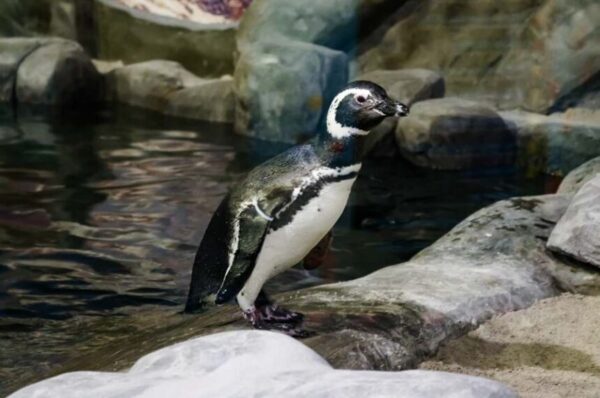 Foto :Zoológico de São Paulo | Pinguim-de-magalhães dentro do recinto no Zoo SP