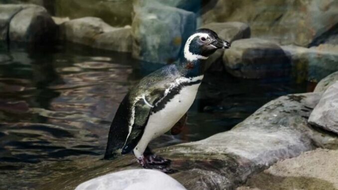 Foto :Zoológico de São Paulo | Pinguim-de-magalhães dentro do recinto no Zoo SP