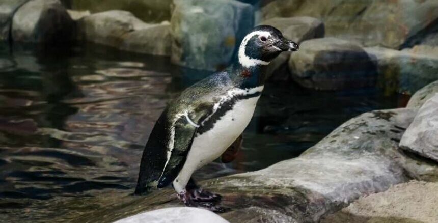 Foto :Zoológico de São Paulo | Pinguim-de-magalhães dentro do recinto no Zoo SP