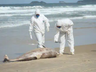 Foto: Laíza Castanhari/R3 Animal | Equipe do Projeto de Monitoramento de Praias da Bacia de Santos (PMP-BS) recolhe golfinho morto encontrado na Praia Brava, em Florianópolis