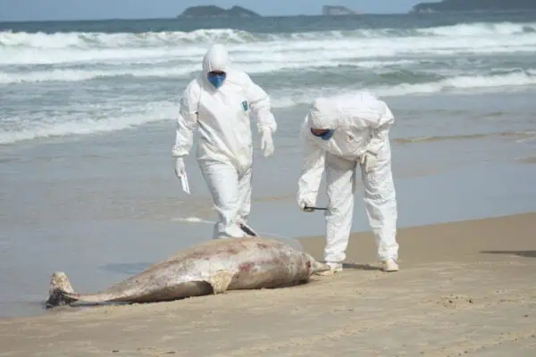 Foto: Laíza Castanhari/R3 Animal | Equipe do Projeto de Monitoramento de Praias da Bacia de Santos (PMP-BS) recolhe golfinho morto encontrado na Praia Brava, em Florianópolis