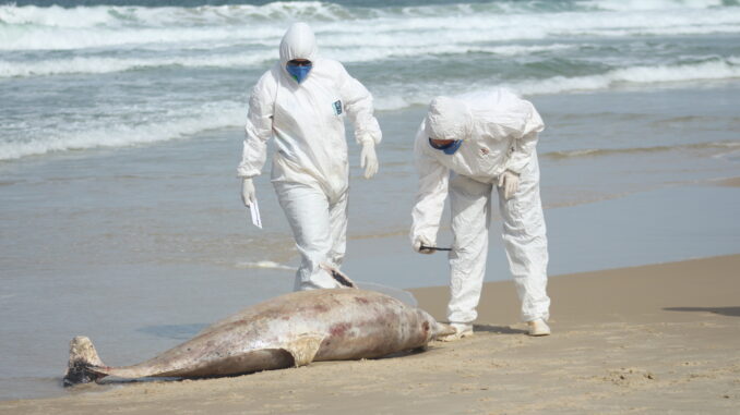 Foto: Laíza Castanhari/R3 Animal | Equipe do Projeto de Monitoramento de Praias da Bacia de Santos (PMP-BS) recolhe golfinho morto encontrado na Praia Brava, em Florianópolis