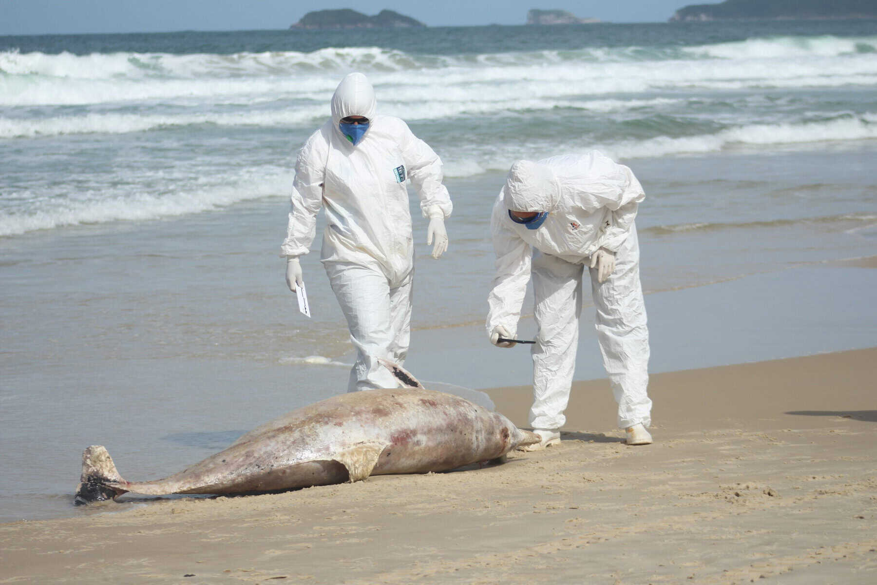 Cerca de 30 golfinhos mortos já foram registrados em Florianópolis em 2024