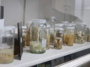 Foto: Divulgação | Acervo científico com 240 mil amostras de plantas, algas e fungos ganha novo espaço de conservação no Jardim Botânico