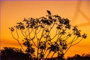 Foto: Divulgação | Estudo mostra o impacto na saúde humana das queimadas no Pantanal