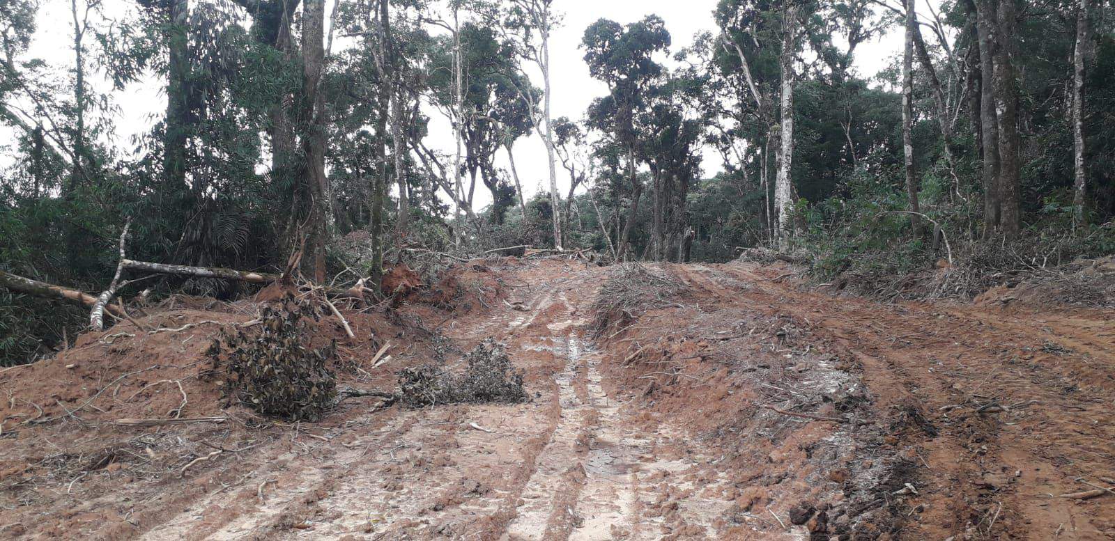 Foto: Divulgação | Área destruída da Fazenda Parolin