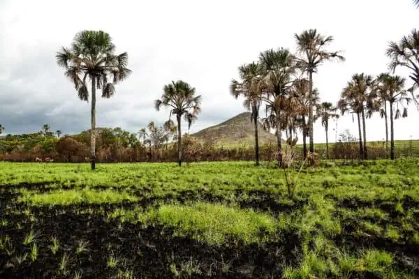 Foto: Mário Barila | Paisagem do Pantanal do Sul