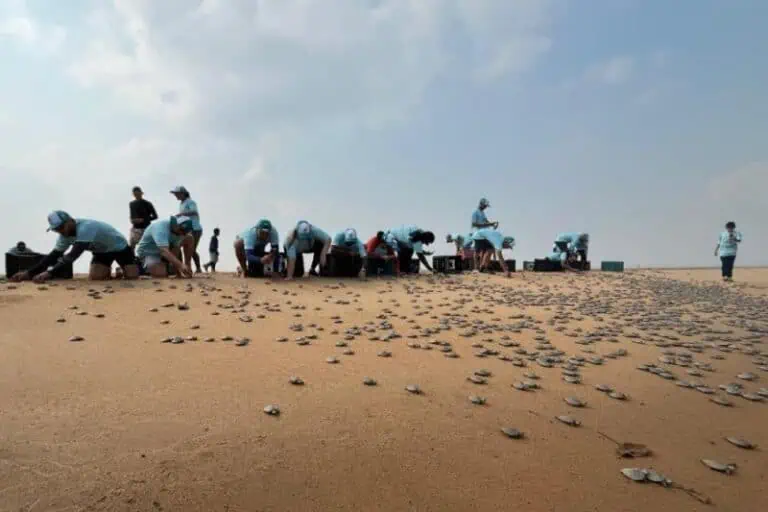 Foto: Divulgação | Belo Monte e Ideflor-Bio promovem a soltura de 50 mil quelônios no Xingu