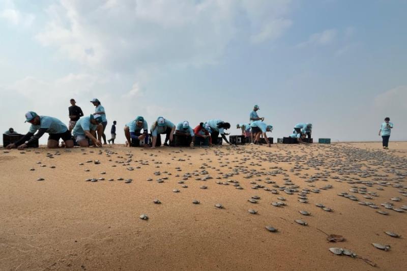 Foto: Divulgação | Belo Monte e Ideflor-Bio promovem a soltura de 50 mil quelônios no Xingu