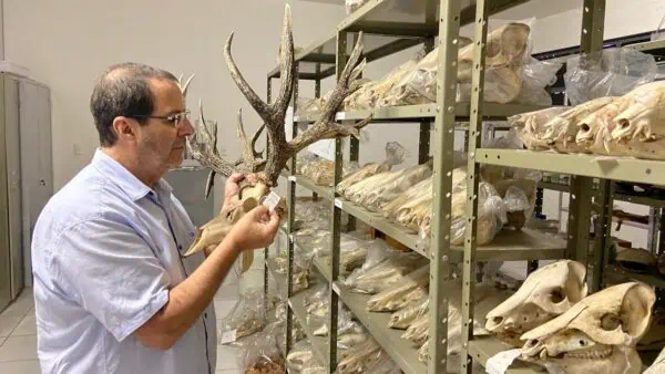 Foto: Walfrido Tomas, Pesquisador da Embrapa, no Laboratório de Vertebrados