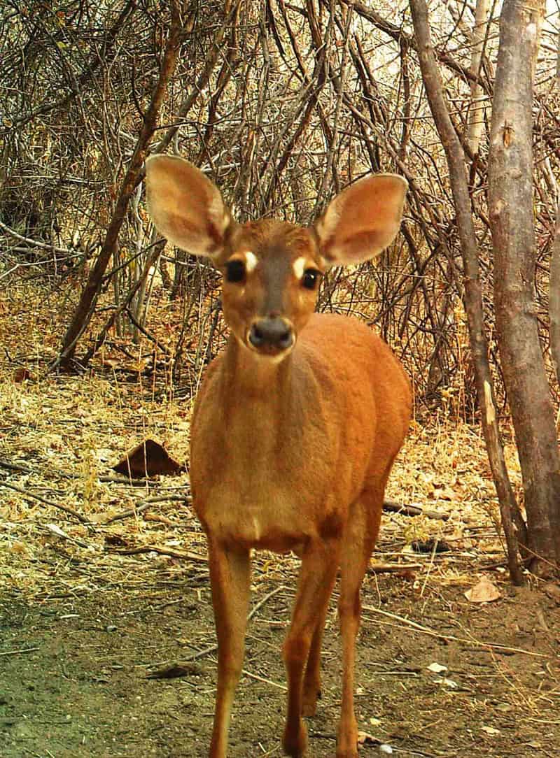 Foto: Associação da Caatinga