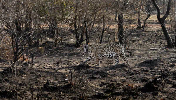 Foto: Bruno Sartori | Onça-pintada no Pantanal (MS) após incêndios em 2024