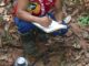 Foto: Wanderley Rocha da Silva | Ebis Nascimento, técnico de Pesquisa do IPAM, coletando os dados de troca de carbono em floresta preservada na Estação de Pesquisa Tanguro.