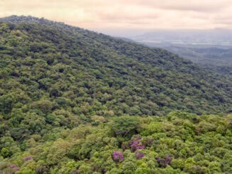 Foto: Fenis Ferreira Netto/SEDEST-PR | Paraná reduziu em 95% o desmatamento ilegal da Mata Atlântica entre 2021 e 2024, de acordo com dados do Instituto Água e Terra.