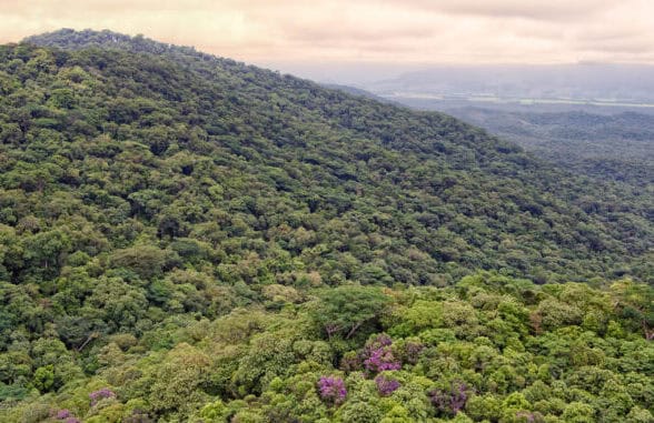 Foto: Fenis Ferreira Netto/SEDEST-PR | Paraná reduziu em 95% o desmatamento ilegal da Mata Atlântica entre 2021 e 2024, de acordo com dados do Instituto Água e Terra. nto ilegal da Mata Atlântica entre 2021 e 2024, de acordo com dados do Instituto Água e Terra. Foto: Fenis Ferreira Netto/SEDEST-PR Foto: Fenis Ferreira Netto/SEDEST-PR | Paraná reduziu em 95% o desmatamento ilegal da Mata Atlântica entre 2021 e 2024, de acordo com dados do Instituto Água e Terra.