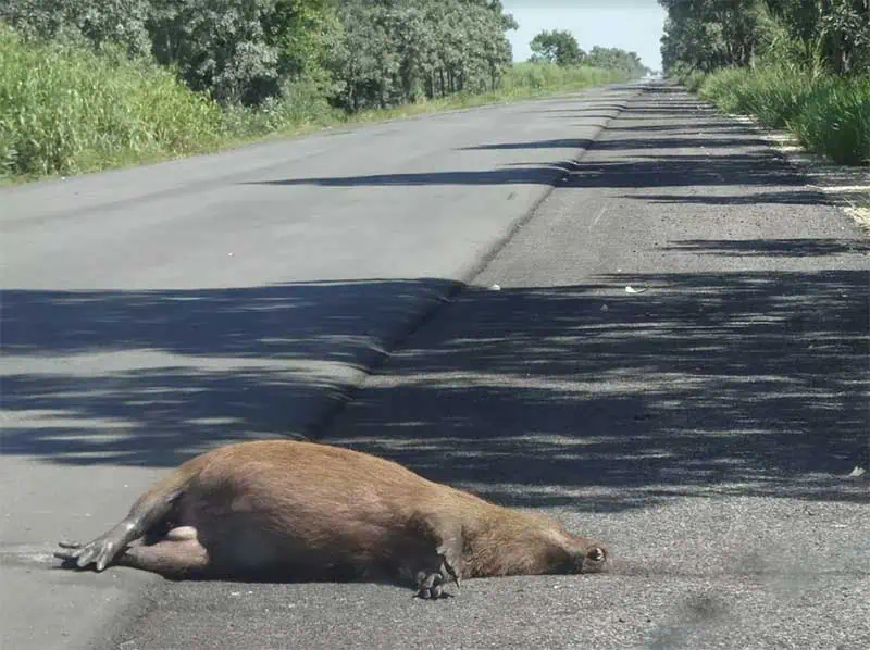 AC_Acre_Numero_de_animais_mortos_por_atropelamento_em_rodovias_do_Acre_aumenta_mais_de_94_em_2023
