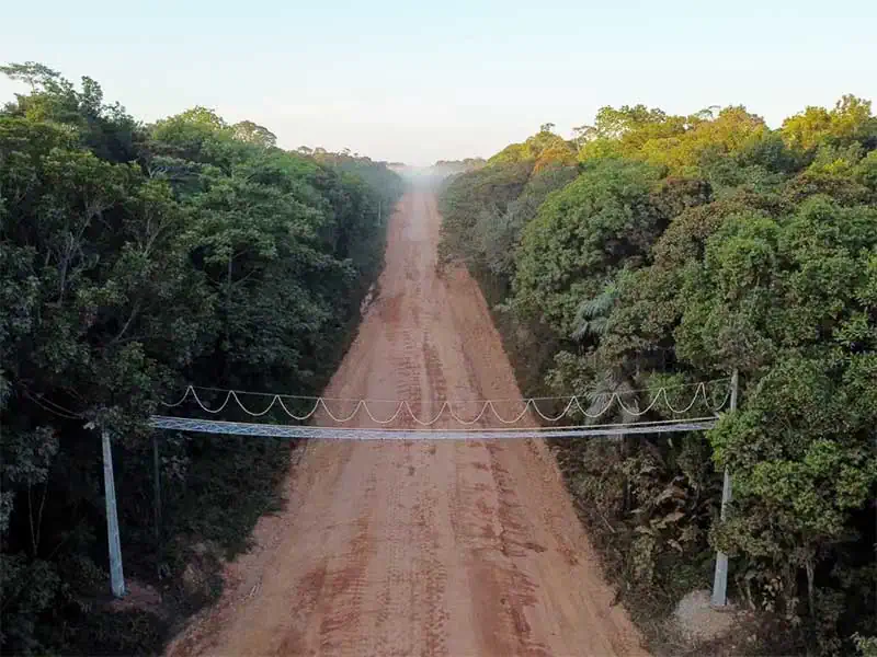AM_Amazonas_BR-319_ganha_primeira_passagem_superior_de_fauna_para_prevenir_atropelamento_de_animais_no_AM
