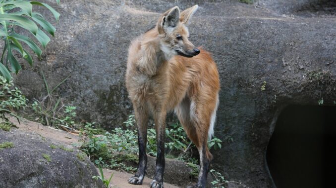 Foto: Lobo-guará | Cemig Foto: Lobo-guará | Cemig