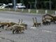 Foto: Edemir Rodrigues - Quatis vivos | site Agência de Notícias MS GOV